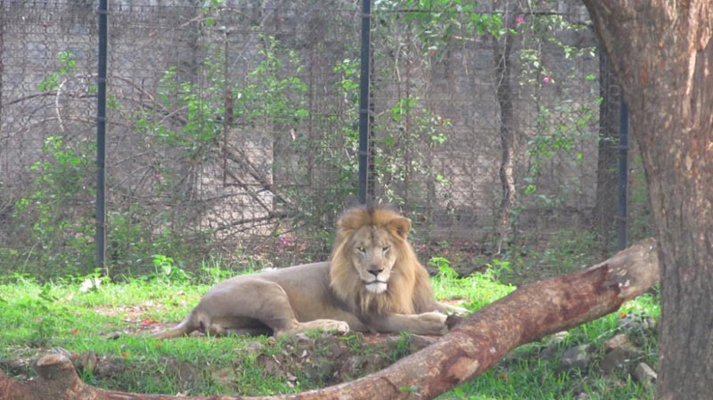 Bangalore - Mysore - Coorg - Ooty Tour