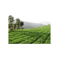 Tamilnadu - Karnataka - Pondicherry 8 Days Tour