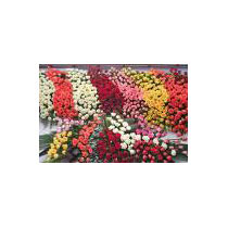 Honeymoon Tour of Tamilnadu - Karnataka 10 Days