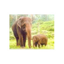 Honeymoon Tour of Tamilnadu - Karnataka 10 Days