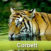 Delhi - Nainital - Corbett Tour
