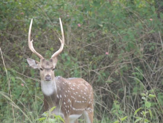 Karnataka Wildlife Travel Package