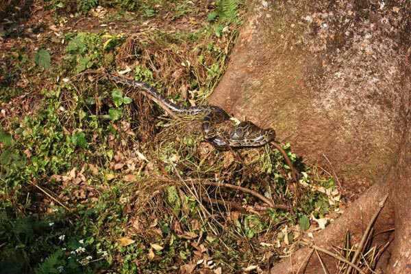 Dooars Tour - River, Bird, Rhino