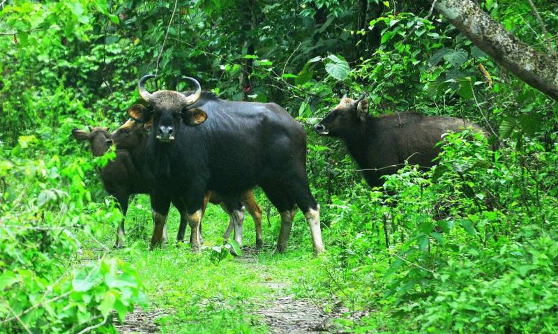 Dooars Tour - River, Bird, Rhino