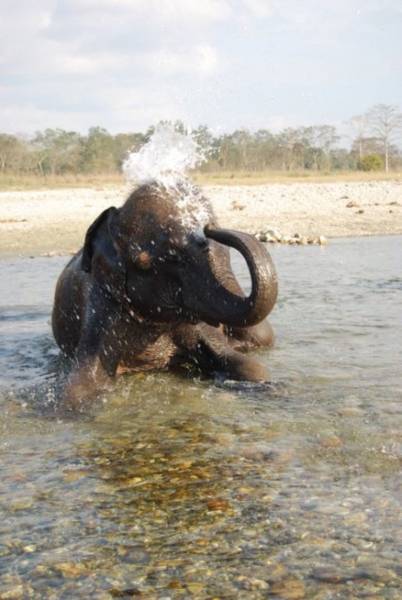 Dooars Tour - River, Bird, Rhino