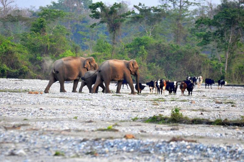 Dooars Tour - River, Bird, Rhino