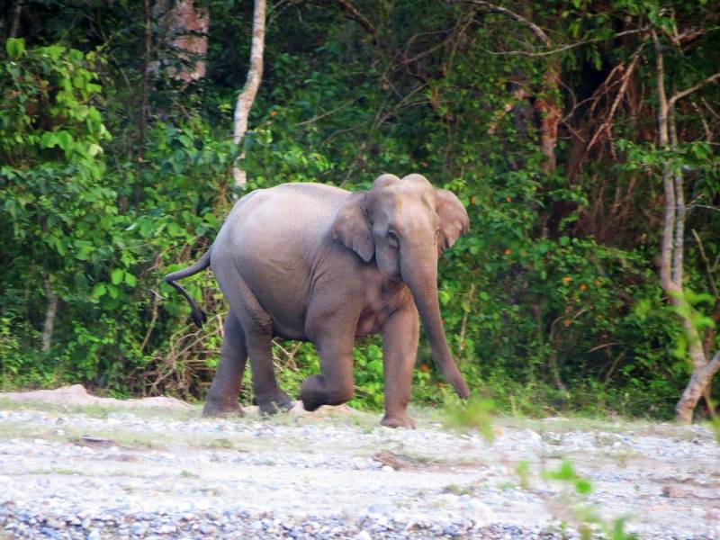Dooars Tour - River, Bird, Rhino