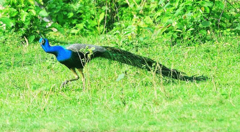 Dooars Tour - River, Bird, Rhino