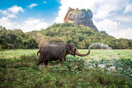 Sigiriya, Kandy And Colombo Tour