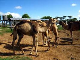 The International Maralal Camel Derby Tour