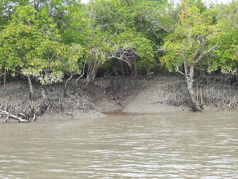Kolkata City & Mangrove Forest Tour