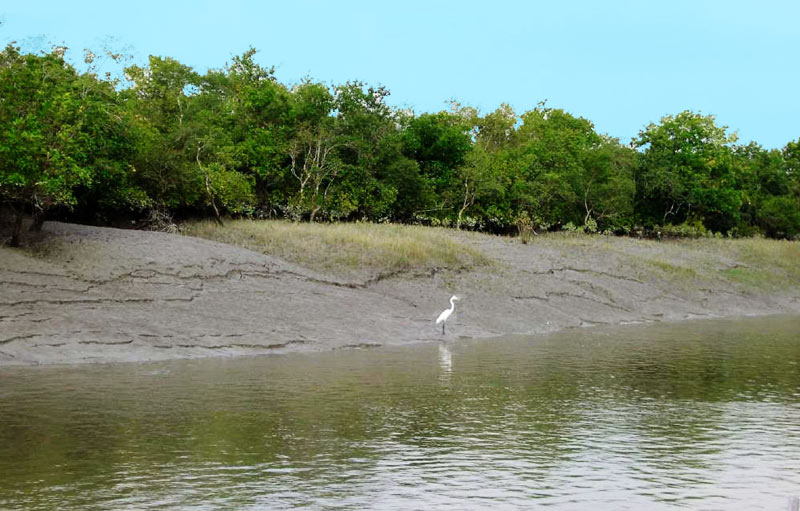 Kolkata City & Mangrove Forest Tour