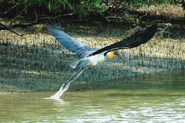 Sunderban - World's Largest Mangrove Forest Package