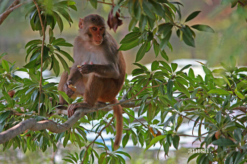 Sunderban Tour - Worlds Largest Mangrove Forest