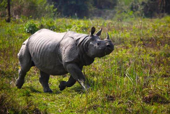Durjaya & One Horned Rhino - III