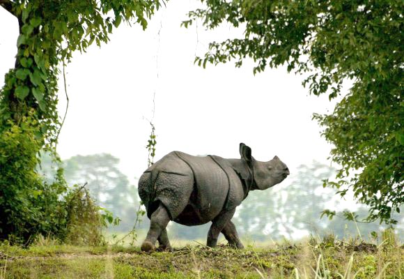 The Rhino Land Tour