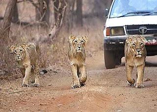 Lions And Beaches In Gujarat Tour