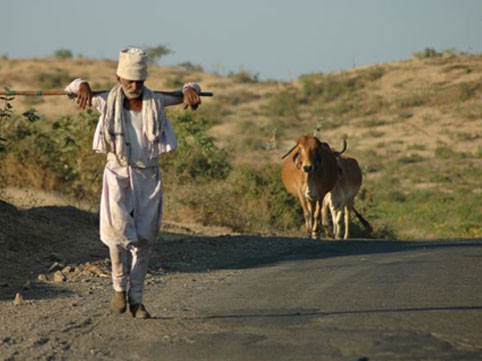 Dwarka Darshan with Asiatic Lion