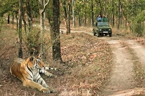 Wildlife Of India Tour