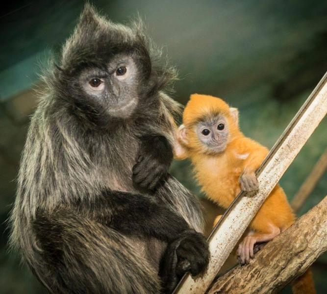 batu Caves, Silver Leaf Monkeys, Firefly with Boat Ride Tour (kl, Kuala Selangor) Malaysia Tour Pac