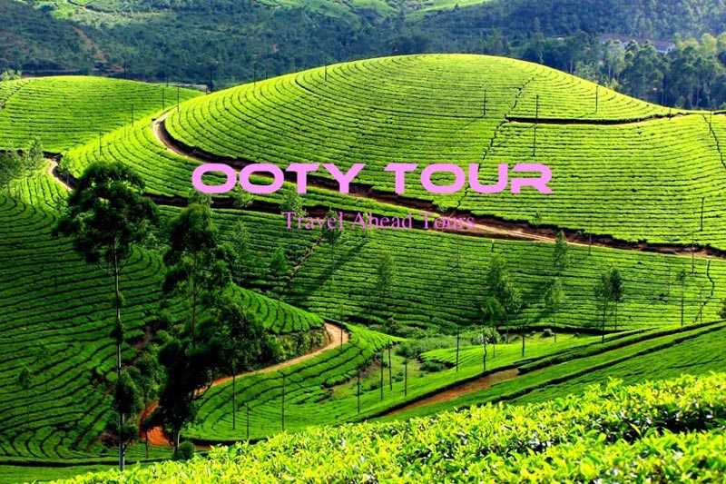 Best Tour Package In Mysore - Ooty