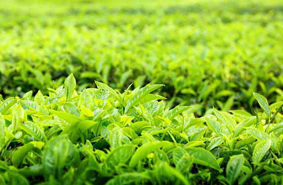 Explore Kerala - 09 Nights / 10 Days Tour