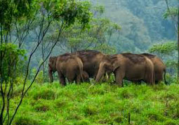Kerala Wilderness Package
