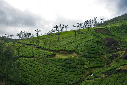 Kerala Honeymoon Special  With Private Vehicle