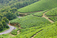 Kerala - Hills And Backwaters Package