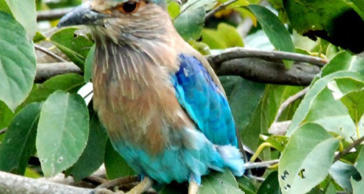 Bird Watching Tour In Nepal