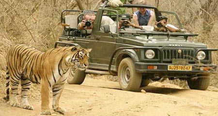 Tiger Tour in India