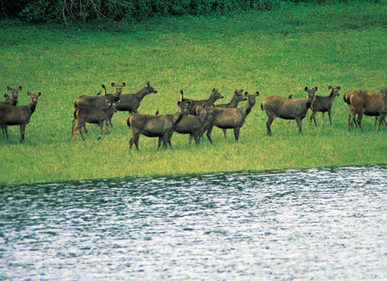 Kerala with South India Tour