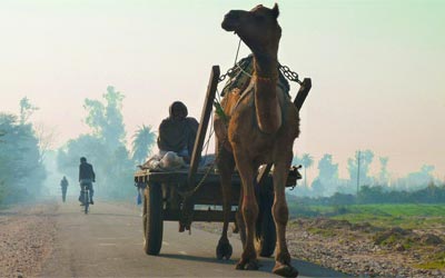 Pink City with Ranthambore