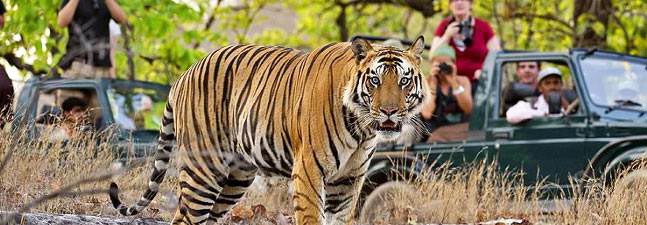 Pink City with Ranthambore