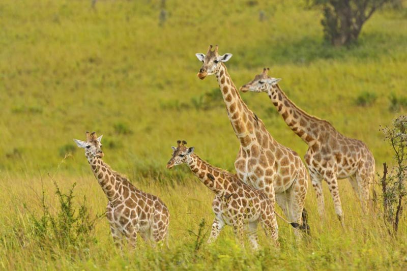 9 Days Uganda Big Game Safari In Uganda National Parks Tour