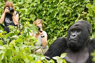 Gorilla Tracking, Wildlife & Chimpanzee Tour