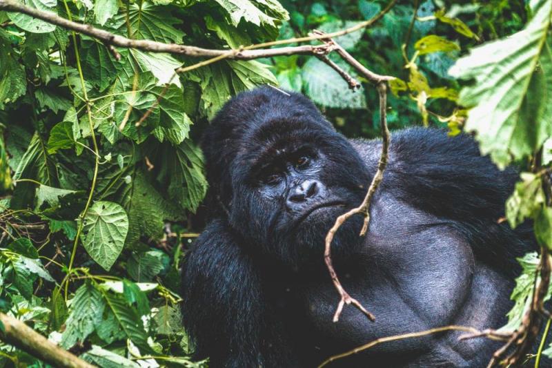 Rwanda And Uganda Gorilla Tours
