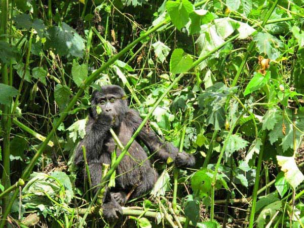 Gorilla Tracking Safari In Bwindi Tour