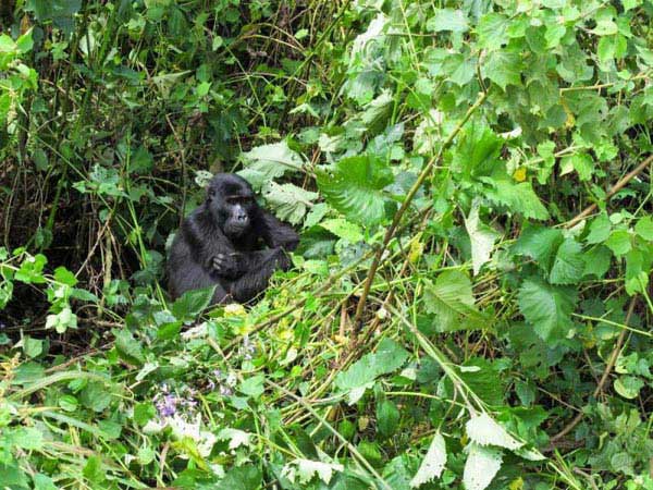 Rwanda Gorilla Trekking Safari Tour