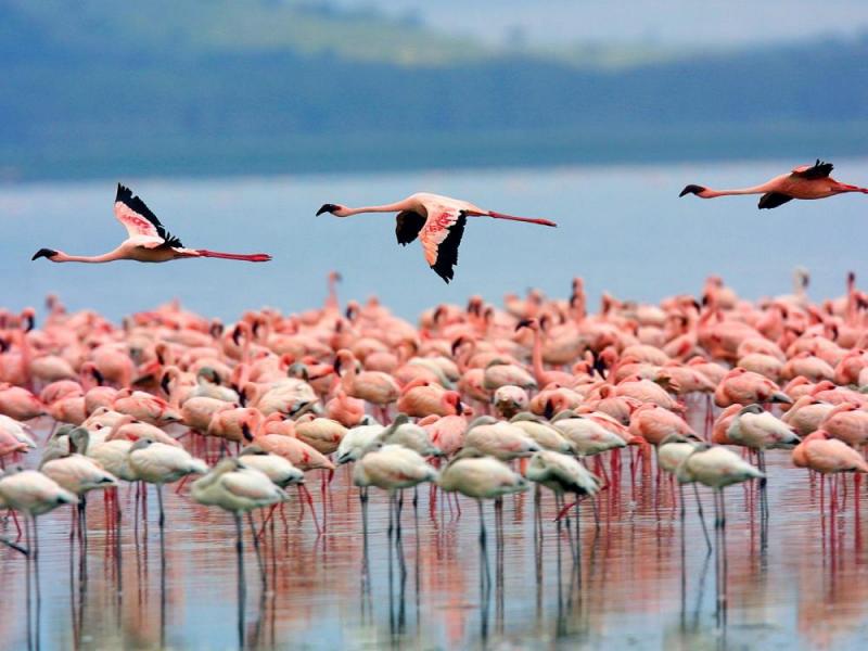6 Days Rift Valley, Lake Bogoria, Lake Nakuru & Masai Mara Package