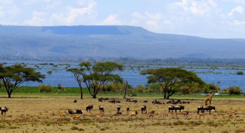 7 Days Tsavo East, Amboseli, Lake Naivasha & Masai Mara “RD” Safari Package 7 Days Tsavo East, A