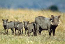 Masai Mara Game Reserve & Lake Nakuru National Park Tour