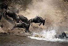 Masai Mara Game Reserve & Lake Nakuru National Park Tour