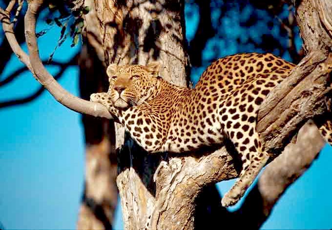 Tanzania Delight Tour