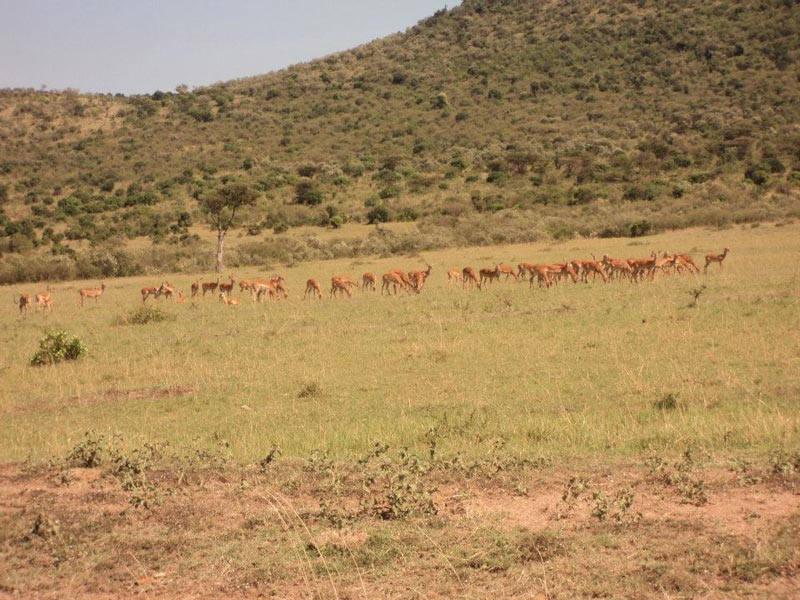 3 Days Maasai Mara Affordable Budget Camping Safari - Departs daily Tour
