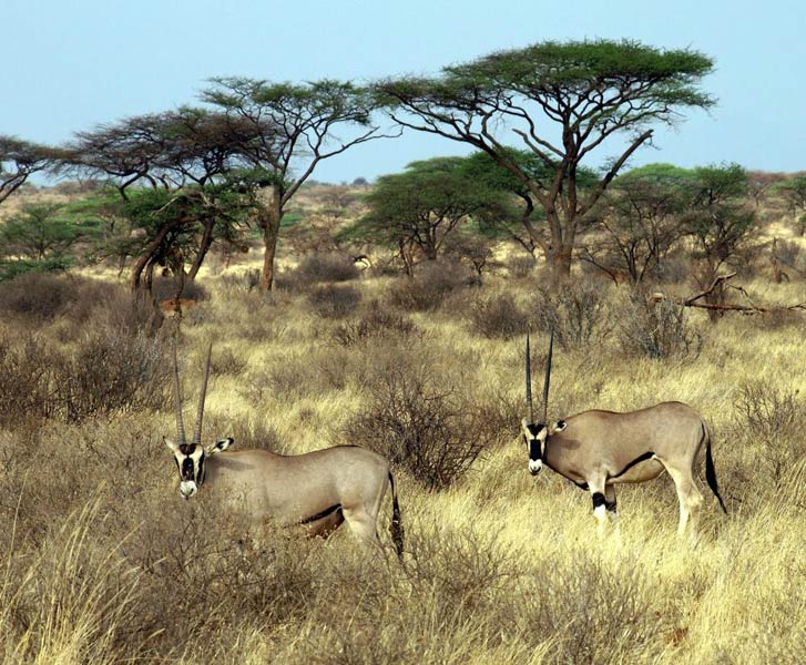 Wildlife Safari Kenya