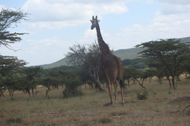 Best Of Kenya Wilderness To Beach Private Safari Tour