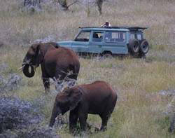 Amboseli And Tsavo Game Viewing Private Safari Tour
