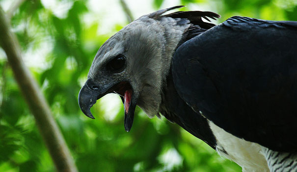 Realm Of The Harpy Eagle