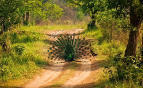 02 Nights & 03 Days Jim Corbett Tour